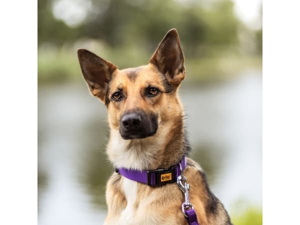 DINGO Energy violetti - koiran kaulapanta - 20-32 cm