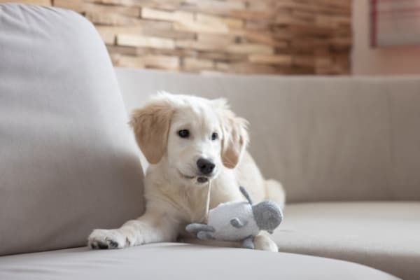 KERBL Puppy toy - Koiran lelu - 16cm