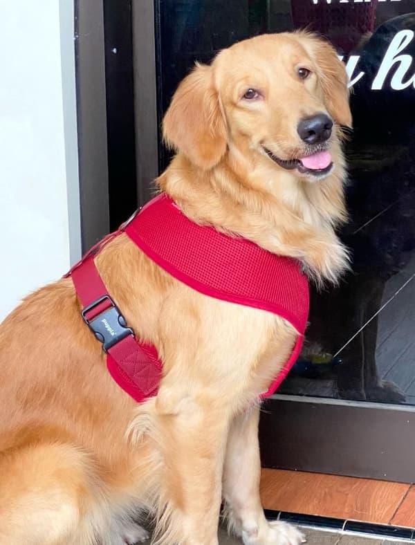 PUPPIA blød bordeauxrød sele til hund eller kat Vælg størrelse: L