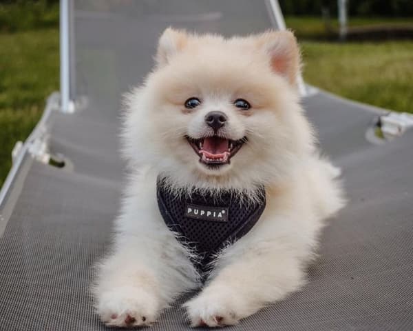 PUPPIA blød sort hunde- eller kattesele Vælg størrelse: M