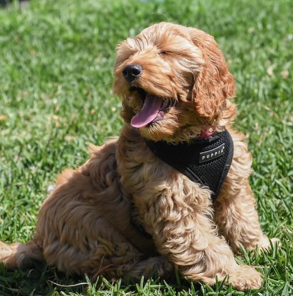 PUPPIA blød sort hunde- eller kattesele Vælg størrelse: M