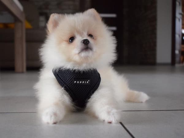 PUPPIA blød sort hunde- eller kattesele Vælg størrelse: M
