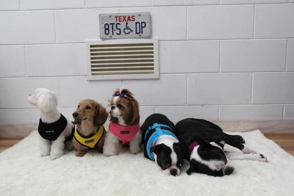 PUPPIA blød sort hunde- eller kattesele Vælg størrelse: M