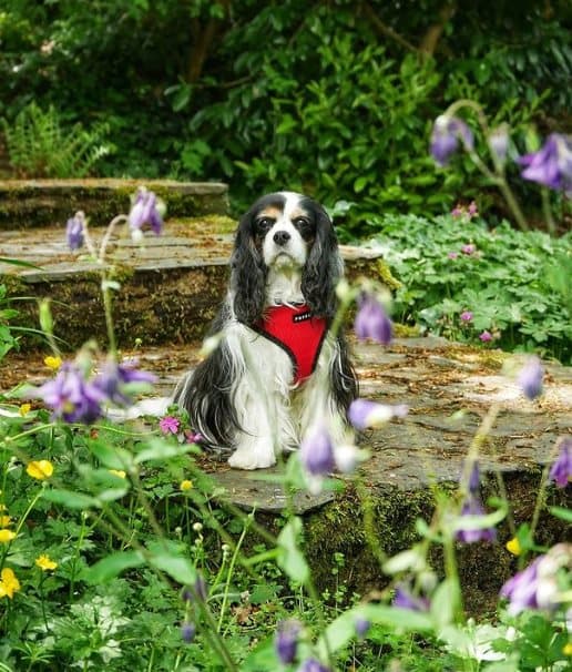 PUPPIA mjuk röd hund- eller kattsele Välj storlek: M