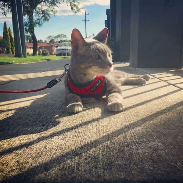 PUPPIA mjuk röd hund- eller kattsele Välj storlek: M