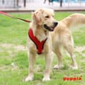 Miniatyrbild 6 av 11: PUPPIA mjuk röd hund- eller kattsele Välj storlek: M