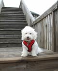 Miniatyrbild 7 av 11: PUPPIA mjuk röd hund- eller kattsele Välj storlek: M