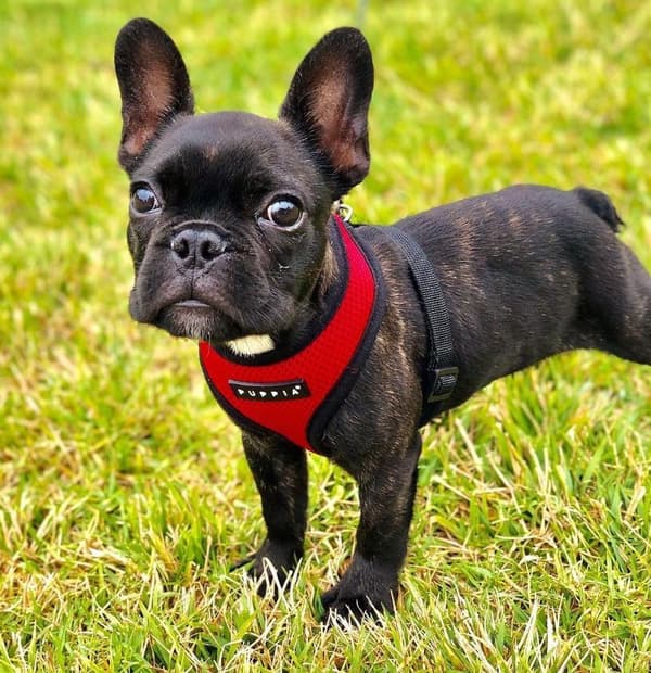 PUPPIA mjuk röd hund- eller kattsele Välj storlek: M
