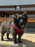 Miniatyrbild 10 av 11: PUPPIA mjuk röd hund- eller kattsele Välj storlek: M