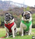 Miniatyrbild 11 av 11: PUPPIA mjuk röd hund- eller kattsele Välj storlek: M