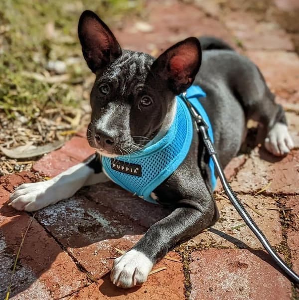 PUPPIA pehmeät siniset koiran- tai kissanvaljaat Valitse koko: S