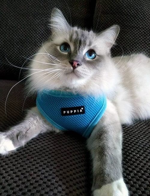 PUPPIA pehmeät siniset koiran- tai kissanvaljaat Valitse koko: S