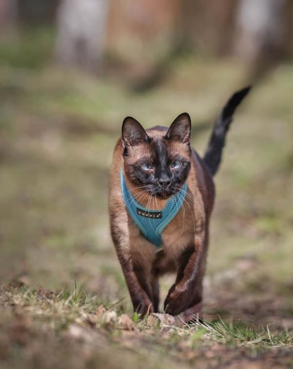 PUPPIA pehmeät siniset koiran- tai kissanvaljaat Valitse koko: S
