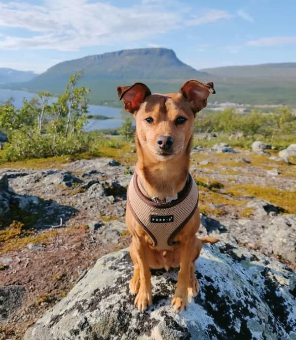 PUPPIA pehmeä beige koiran- tai kissanvaljas Valitse koko: M