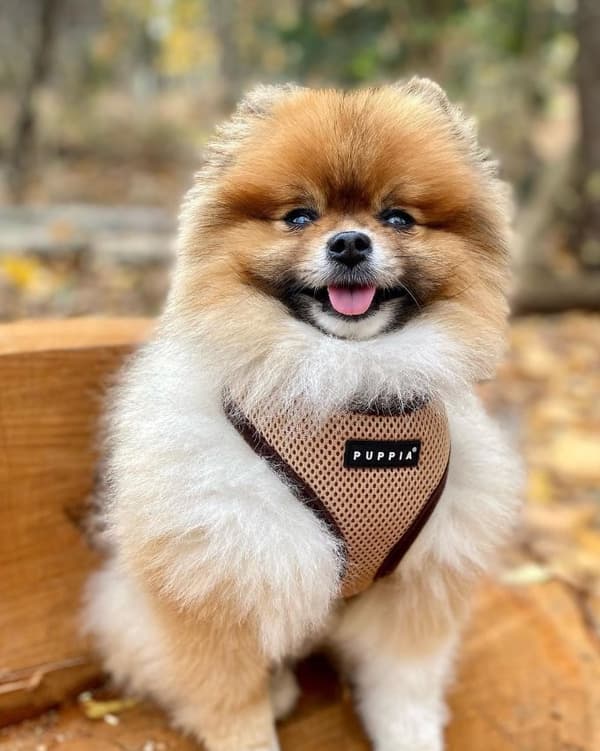PUPPIA pehmeä beige koiran- tai kissanvaljas Valitse koko: M