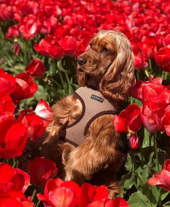 PUPPIA pehmeä beige koiran- tai kissanvaljas Valitse koko: M