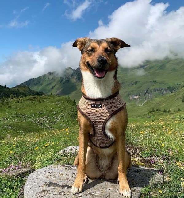 PUPPIA pehmeä beige koiran- tai kissanvaljas Valitse koko: M