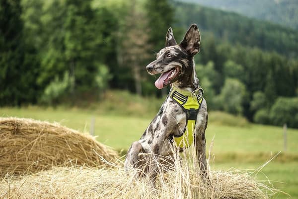 TrueLove Front Line Hundesele Gul Vælg størrelse: M