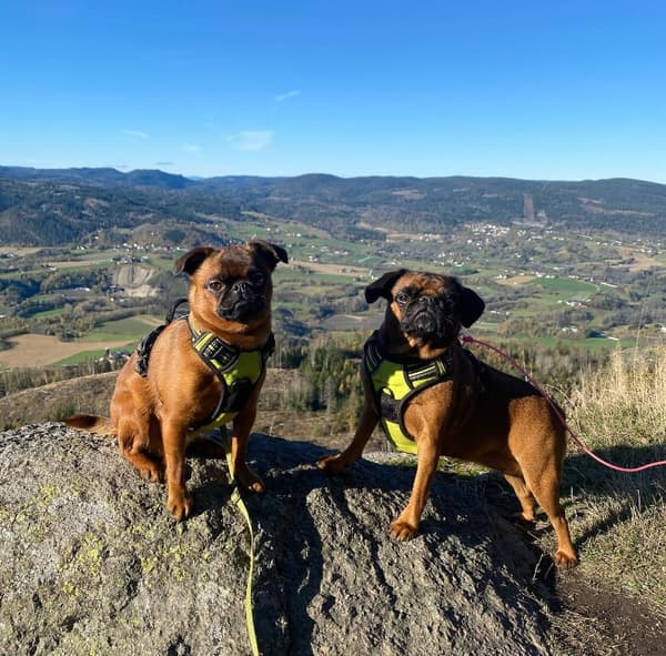 TrueLove Front Line Hundesele Gul Vælg størrelse: M