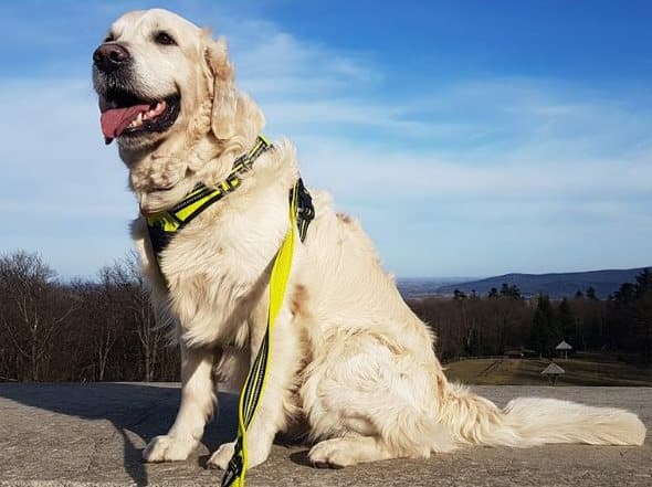 TrueLove Front Line Hundesele Gul Vælg størrelse: M