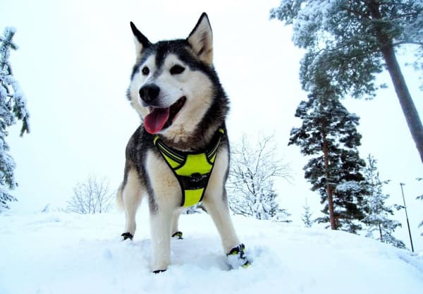 TrueLove Front Line Hundesele Gul Vælg størrelse: M