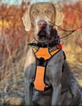 Miniatyrbild 5 av 11: TrueLove Front Line Hundsele Orange Välj storlek: S