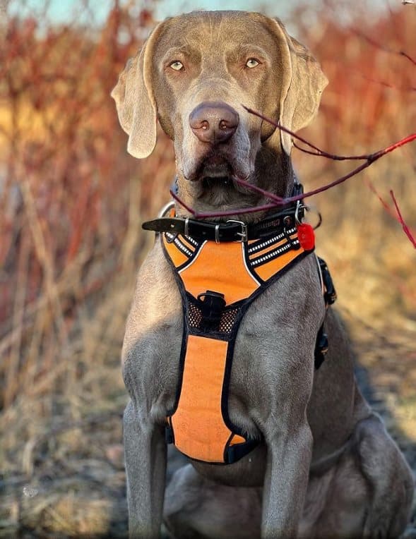 TrueLove Front Line Hundsele Orange Välj storlek: S
