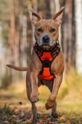 Miniatyrbild 6 av 11: TrueLove Front Line Hundsele Orange Välj storlek: S