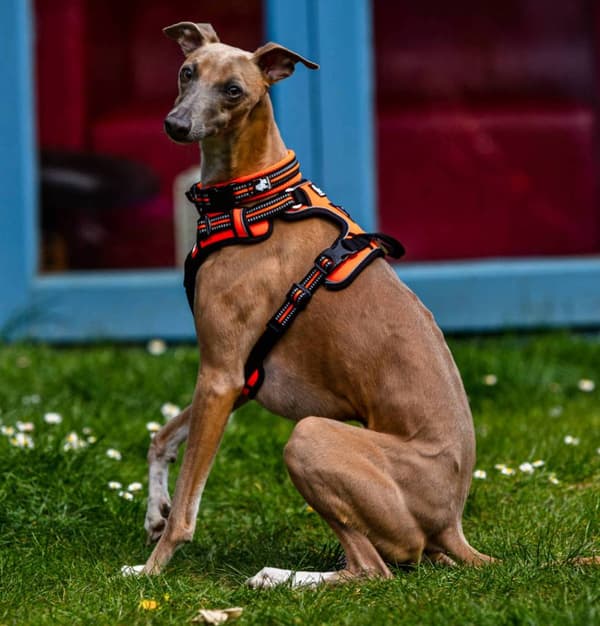 TrueLove Front Line Hundsele Orange Välj storlek: S