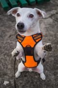 Miniatyrbild 8 av 11: TrueLove Front Line Hundsele Orange Välj storlek: S
