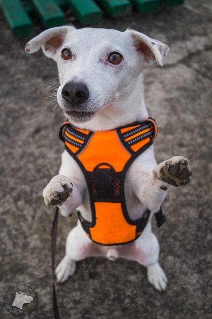 TrueLove Front Line Hundsele Orange Välj storlek: S