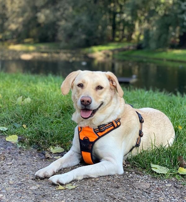 TrueLove Front Line Hundsele Orange Välj storlek: S