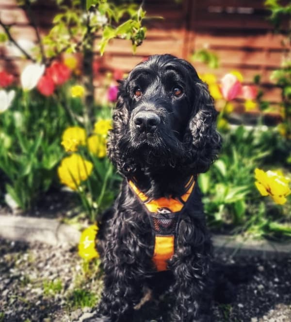 TrueLove Front Line Hundsele Orange Välj storlek: S