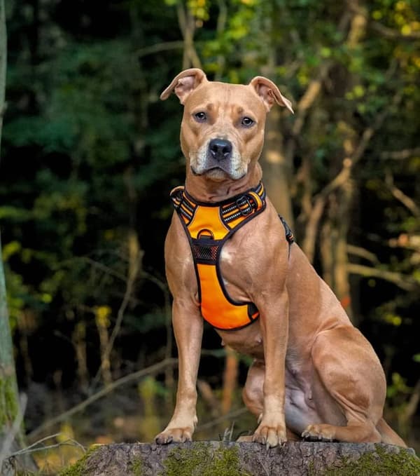 TrueLove Front Line Hundsele Orange Välj storlek: S
