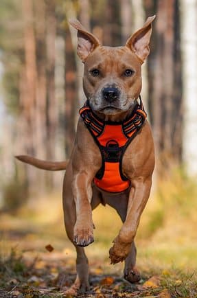 TrueLove Front Line Hundesele Orange Vælg størrelse: M
