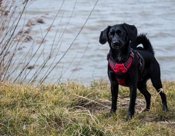 TrueLove Front Line Hundesele Rød Vælg størrelse: M