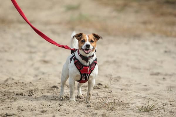 TrueLove Front Line Hundesele Rød Vælg størrelse: M