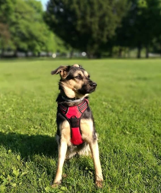 TrueLove Front Line Hundesele Rød Vælg størrelse: L