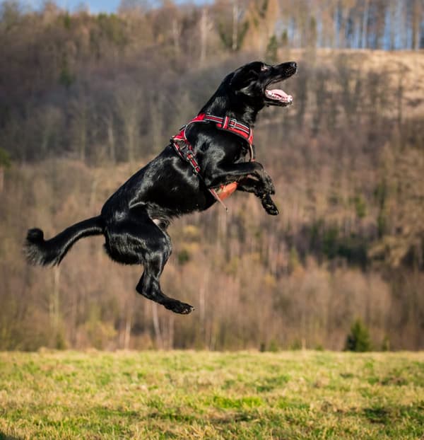 TrueLove Front Line Hundesele Rød Vælg størrelse: L