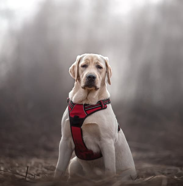TrueLove Front Line Hundesele Rød Vælg størrelse: XL