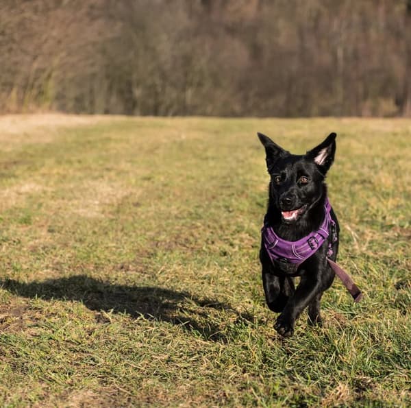 TrueLove Front Line Hundesele Lilla Vælg størrelse: S