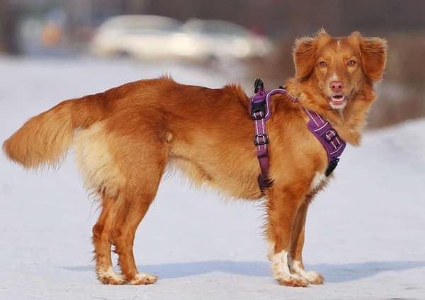 TrueLove Front Line Hundesele Lilla Vælg størrelse: S
