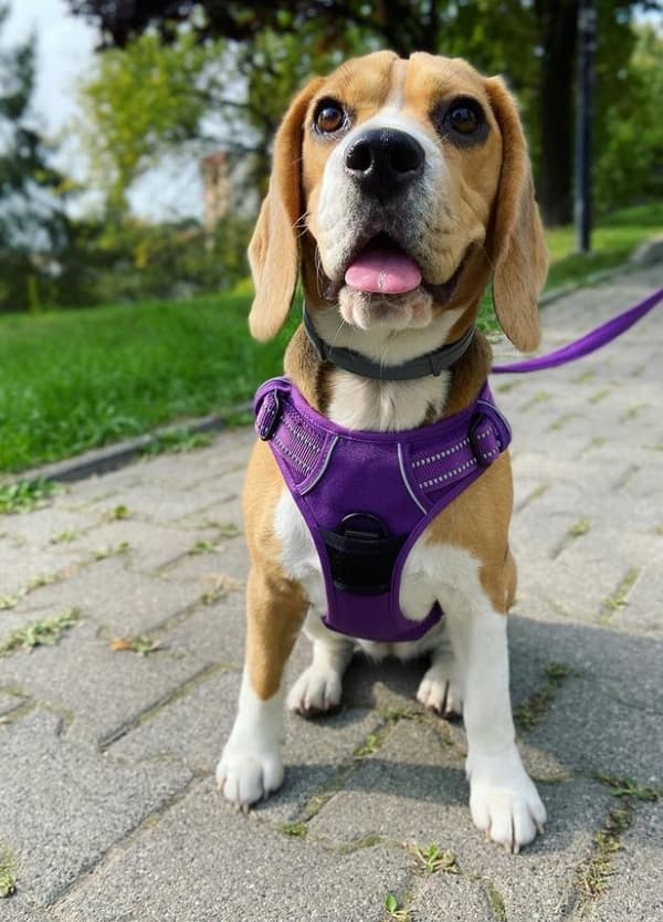 TrueLove Front Line Hundesele Lilla Vælg størrelse: S
