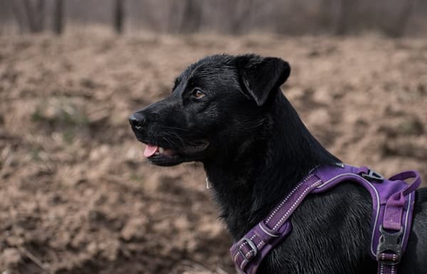 TrueLove Front Line Hundesele Lilla Vælg størrelse: S