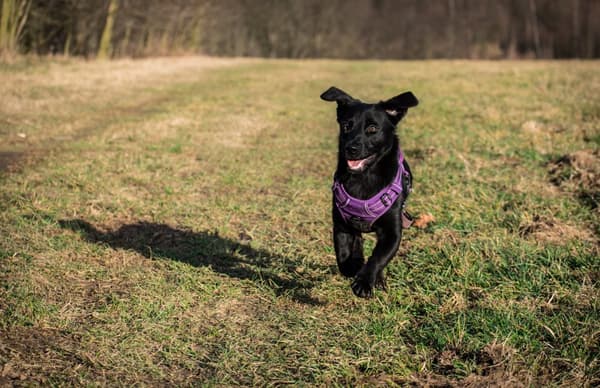 TrueLove Front Line Hundesele Lilla Vælg størrelse: S
