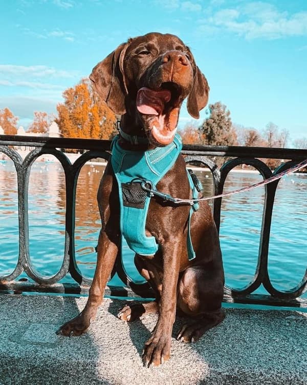 TrueLove Front Line Hundsele Blå Välj storlek: XL