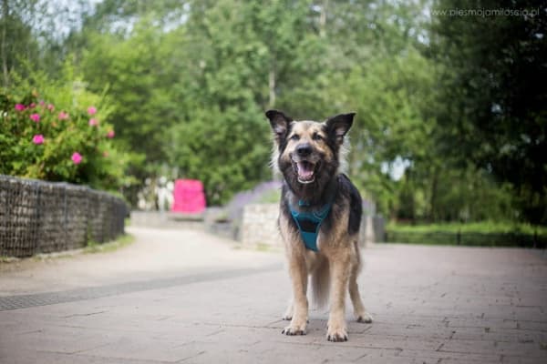 TrueLove Front Line Hundsele Blå Välj storlek: XL