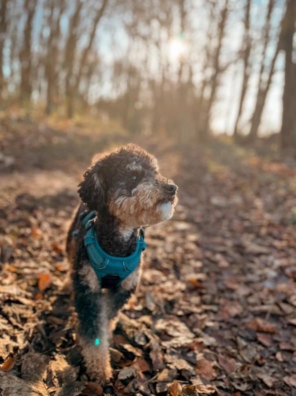 TrueLove Front Line Hundsele Blå Välj storlek: XL