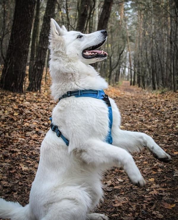 TrueLove Front Line Hundsele Blå Välj storlek: XL