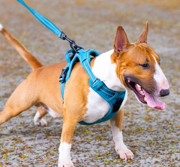 TrueLove Front Line Hundsele Blå Välj storlek: XL